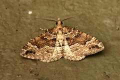Epyaxa agelasta