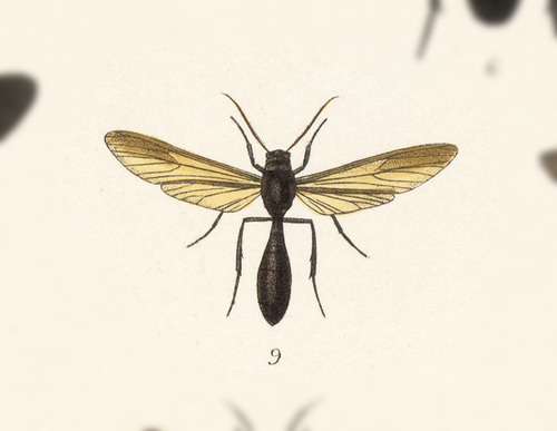 Pseudosphex ichneumonea