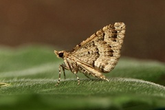 Epyaxa agelasta