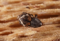 Decilaus suturalis