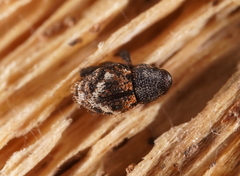 Decilaus suturalis