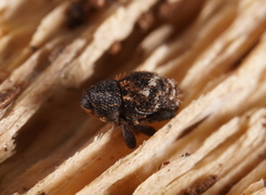 Decilaus suturalis
