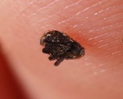 Decilaus suturalis