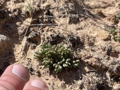 Phemeranthus brevifolius