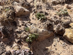 Phemeranthus brevifolius