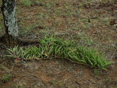 Cyphostemma hereroense