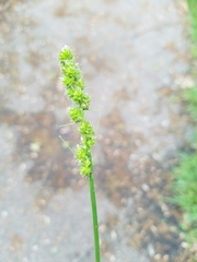 Carex vulpinoidea