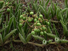 Cyphostemma hereroense