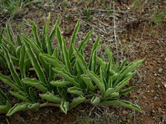 Cyphostemma hereroense