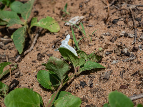 White Veld Violet