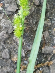Carex vulpinoidea