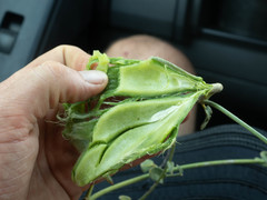 Orthanthera jasminiflora