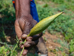 Orthanthera jasminiflora