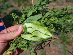 Orthanthera jasminiflora