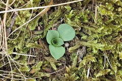 Pterostylis squamata