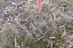 Pterostylis squamata