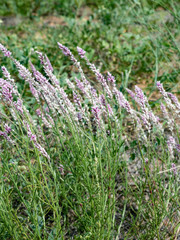 Hermbstaedtia fleckii
