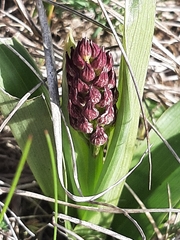 Orchis purpurea