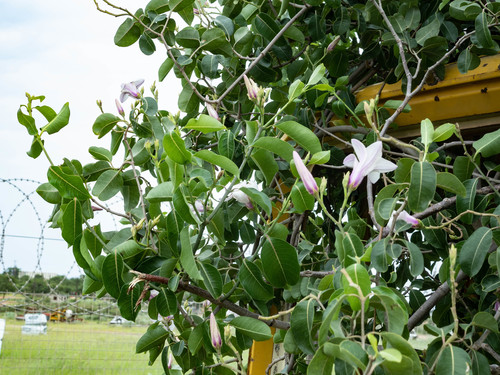 Rubber Vine