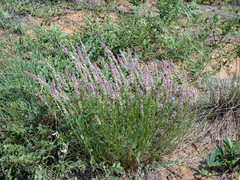 Hermbstaedtia fleckii