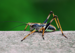 Paratlanticus ussuriensis