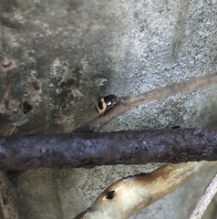 Platynaspis maculosa