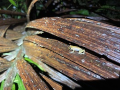 Pristimantis apiculatus