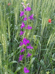 Consolida orientalis