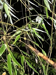 Pristimantis apiculatus