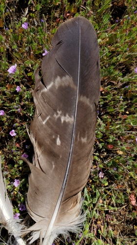Plume de Aigle royal