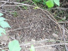 Formica obscuripes
