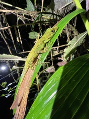 Anolis dracula