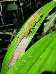 Anolis dracula