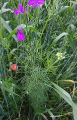 Consolida orientalis