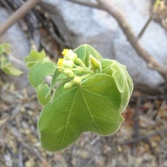 Jatropha malacophylla