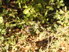 Rosa spithamea