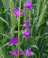 Consolida orientalis