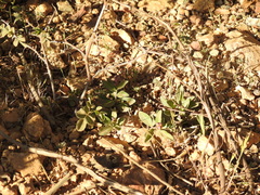 Rosa spithamea