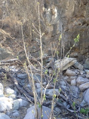 Jatropha malacophylla