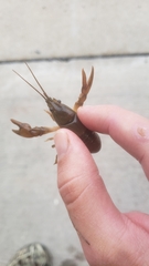 Cambarus smilax
