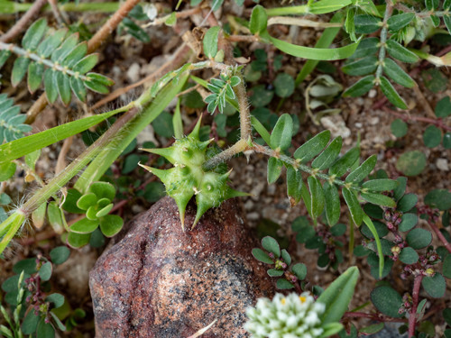 puncture vine