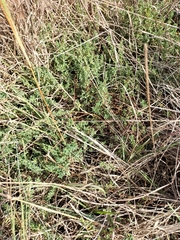Pimelea spinescens