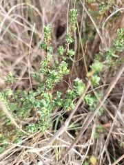 Pimelea spinescens