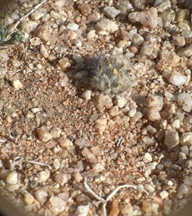 Eriophyllum mohavense