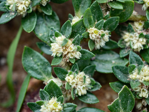 small matweed