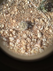 Eriophyllum mohavense