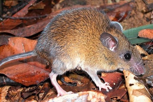 Whitehead's Spiny Rat (Maxomys whiteheadi) — Vulnerable Mammalia