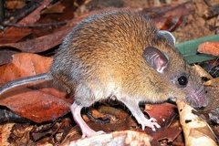 Whitehead's Sundaic Maxomys photo 1