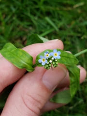 Myosotis laxa