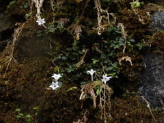 Ophiorrhiza mitchelloides